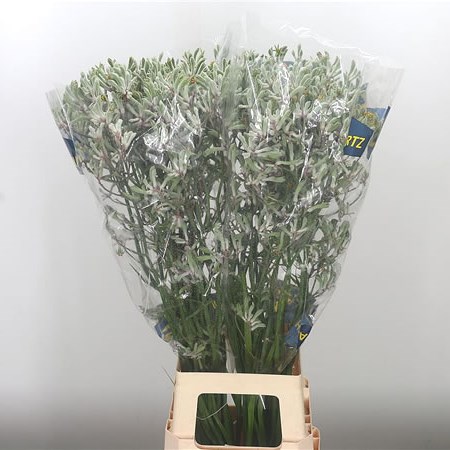 Anigozanthos Lilac Queen