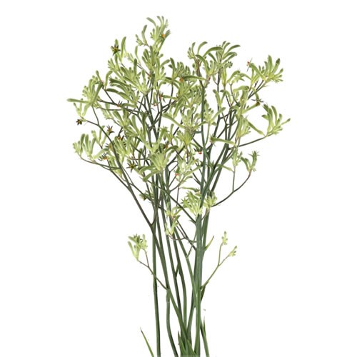 Anigozanthos Nirvana