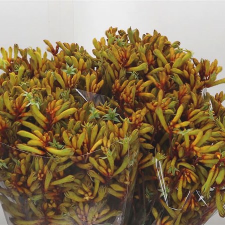 Anigozanthos Orange Velvet