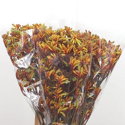 Anigozanthos Orange Velvet