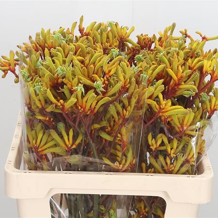 Anigozanthos Orange Velvet