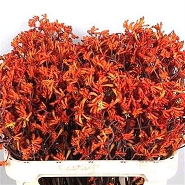 Anigozanthos Orange Velvet