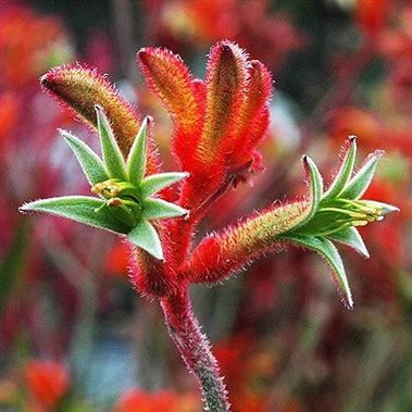 Anigozanthos Rampaging Roy Slaven