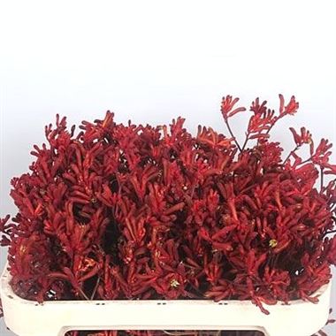Anigozanthos Red Velvet