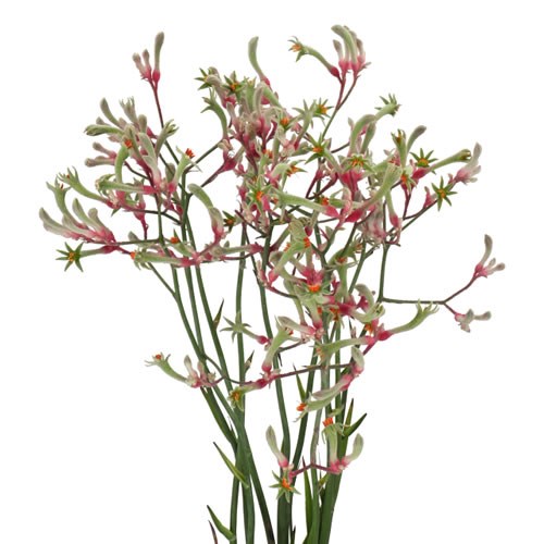 Anigozanthos Zoey Linn