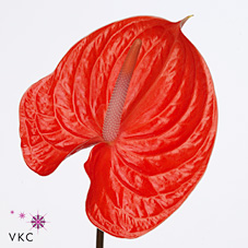 Anthurium Avo Summer x 12