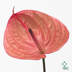 Anthurium elisabeth x 12