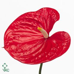 Anthurium Eros x 12