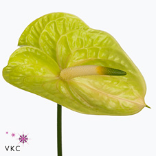 Anthurium lemona x 16