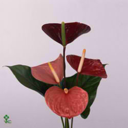 Anthurium Love Collection x 60