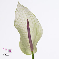 Anthurium Lumina x 16