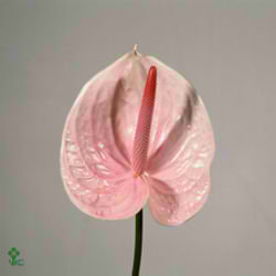 Anthurium Lunette x 16