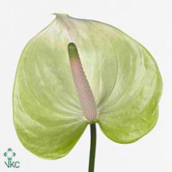 Anthurium Manaka x 16