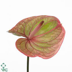 Anthurium Marijke x 16