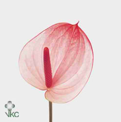 Anthurium Maxima Elegancia x 15