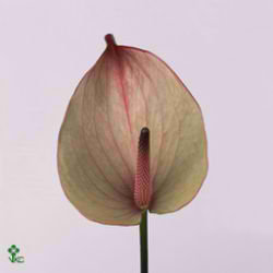 Anthurium maxima verde x 12