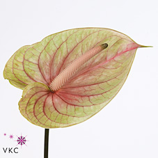 Anthurium Meander x 16