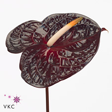 Anthurium Morano x 16