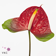 Anthurium Narita x 12