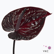 Anthurium Nero x 12