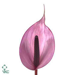 Anthurium Nexia x 16