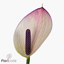 Anthuriums princess alexia mosaic x 60