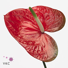 Anthurium red amor x 16