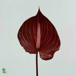 Anthurium Safari x 12