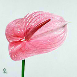 Anthurium scorpion x 16