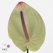 Anthurium Silvia x 16