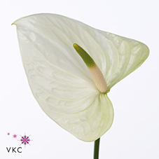 Anthurium White King x 16