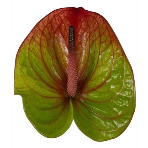 Anthurium Absolute x 16