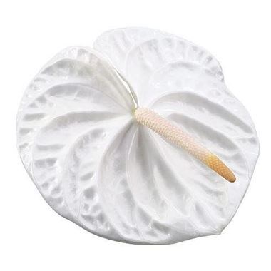 Anthurium Acropolis x 10
