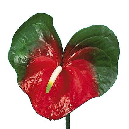 Anthurium Amigo x 8 (V large)