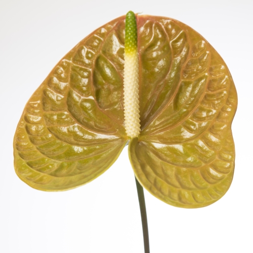Anthurium Andreanum Olivius x 10