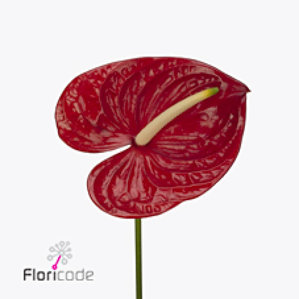 Anthurium Arena x 16