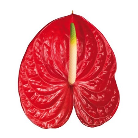 Anthurium Arena x 16