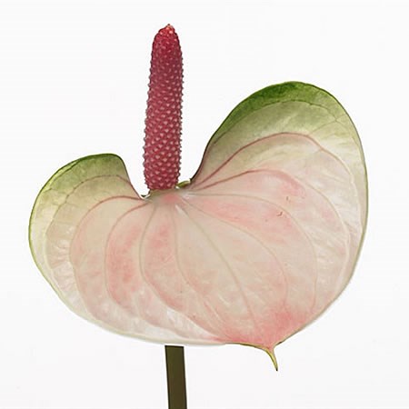 Anthurium Attractive Love x 20