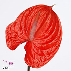 Anthurium Avo Summer x 16
