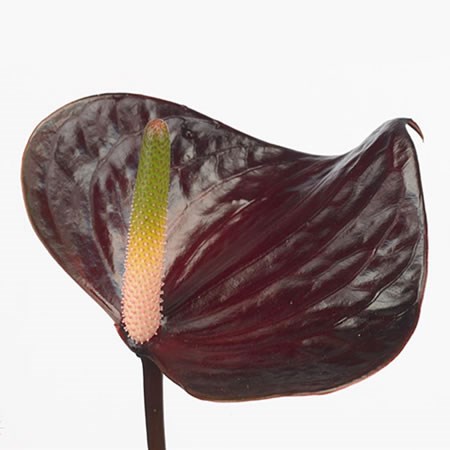 Anthurium Black Love x 20