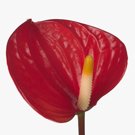 Anthurium Burning Love x 20