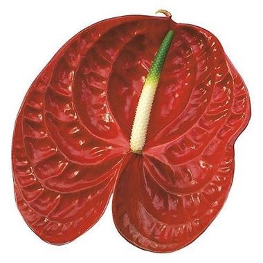 Anthurium Calisto x 10