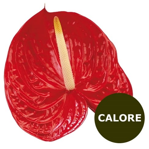 Anthurium Calore x 12