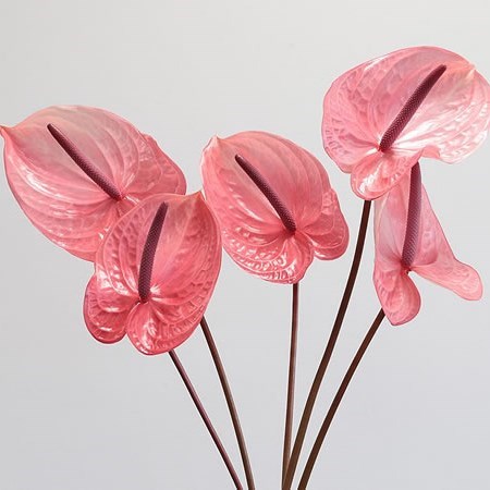 Anthurium Candy x 12