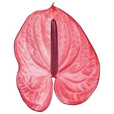 Anthurium Candy x 12