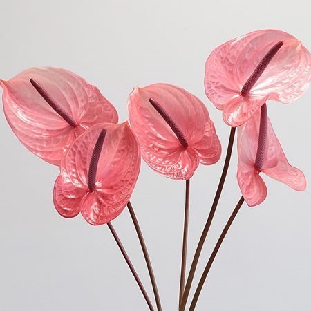 Anthurium Candy x 20