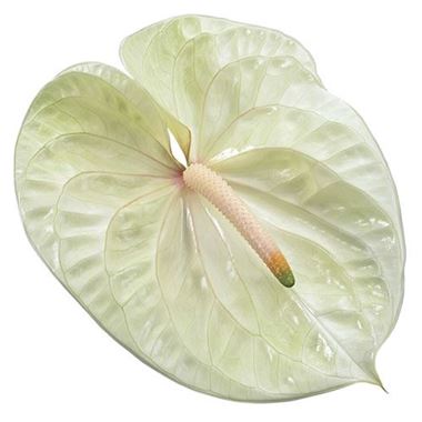 Anthurium Champagne x 16