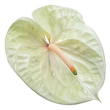 Anthurium Champagne x 10