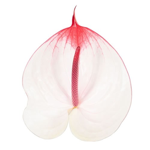Anthurium Cumbia x 12