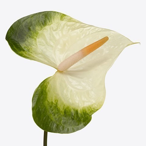Anthurium Denali x 10